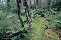 Đầm lầy thấm nước ở độ cao trung tâm Appalachian (Loại Hemlock - Yellow Birch) – CEGL008533 Đầm lầy thấm nước ở độ cao trung tâm Appalachian (Loại Hemlock - Yellow Birch) – CEGL008533