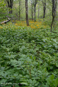 Đầm lầy thấm nước ở độ cao trung tâm Appalachian (Loại Hemlock - Bạch dương vàng) - CEGL008533 Đầm lầy thấm nước ở độ cao trung tâm Appalachian (Loại Hemlock - Bạch dương vàng) - CEGL008533