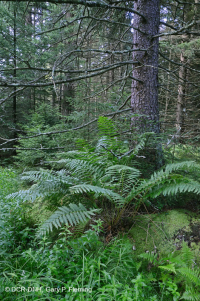 Đầm lầy rò rỉ ở độ cao trung tâm Appalachian (Loại vân sam đỏ) – CEGL006556 Đầm lầy rò rỉ ở độ cao trung tâm Appalachian (Loại vân sam đỏ) – CEGL006556