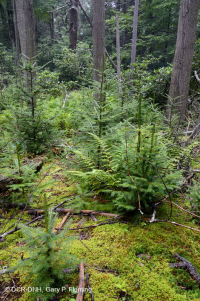 Đầm lầy rò rỉ ở độ cao lớn của Appalachian phía Nam – CEGL006277 Đầm lầy rò rỉ ở độ cao lớn của Appalachian phía Nam – CEGL006277