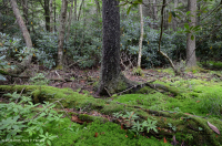 Đầm lầy rò rỉ ở độ cao lớn của Appalachian phía Nam – CEGL006277 Đầm lầy rò rỉ ở độ cao lớn của Appalachian phía Nam – CEGL006277