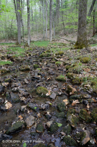 Vùng đất rừng Appalachian trung tâm – CEGL006258 Vùng đất rừng Appalachian trung tâm – CEGL006258