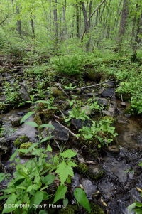 Rãnh nước mưa Appalachian Woodland Trung tâm - CEGL006258 Rãnh nước mưa Appalachian Woodland Trung tâm - CEGL006258