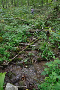 Rêu rỉ ở độ cao lớn của Nam Appalachian (Jewelweed - Loại Scarlet Beebalm) - CEGL004293 Rêu rỉ ở độ cao lớn của Nam Appalachian (Jewelweed - Loại Scarlet Beebalm) - CEGL004293