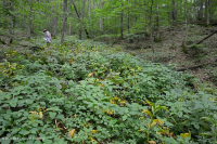 Rêu rỉ ở độ cao lớn của Nam Appalachian (Jewelweed - Loại Scarlet Beebalm) - CEGL004293 Rêu rỉ ở độ cao lớn của Nam Appalachian (Jewelweed - Loại Scarlet Beebalm) - CEGL004293