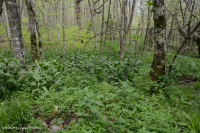 Rêu rỉ ở độ cao lớn của Nam Appalachian (Jewelweed - Loại Scarlet Beebalm) - CEGL004293 Rêu rỉ ở độ cao lớn của Nam Appalachian (Jewelweed - Loại Scarlet Beebalm) - CEGL004293