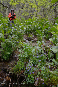 Rêu rỉ ở độ cao lớn của Nam Appalachian (Jewelweed - Loại Scarlet Beebalm) - CEGL004293 Rêu rỉ ở độ cao lớn của Nam Appalachian (Jewelweed - Loại Scarlet Beebalm) - CEGL004293