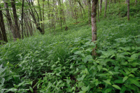 Rêu rỉ ở độ cao lớn của Nam Appalachian (Jewelweed - Loại Scarlet Beebalm) - CEGL004293 Rêu rỉ ở độ cao lớn của Nam Appalachian (Jewelweed - Loại Scarlet Beebalm) - CEGL004293