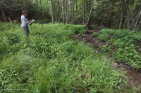 Rêu rỉ ở độ cao lớn của Nam Appalachian (Jewelweed - Loại Scarlet Beebalm) - CEGL004293 Rêu rỉ ở độ cao lớn của Nam Appalachian (Jewelweed - Loại Scarlet Beebalm) - CEGL004293