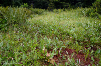 Đầm lầy rò rỉ Appalachian Trung tâm / Allegheny Cao – CEGL008534 Đầm lầy rò rỉ Appalachian Trung tâm / Allegheny Cao – CEGL008534