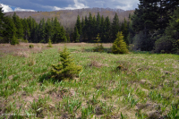 Đầm lầy rò rỉ Appalachian Trung tâm / Allegheny Cao – CEGL008534 Đầm lầy rò rỉ Appalachian Trung tâm / Allegheny Cao – CEGL008534