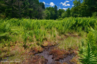 Rừng thông Appalachian Pitch trung tâm – CEGL007056 Rừng thông Appalachian Pitch trung tâm – CEGL007056