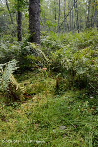 Rừng thông Appalachian Pitch trung tâm – CEGL007056 Rừng thông Appalachian Pitch trung tâm – CEGL007056