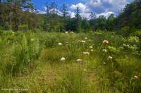 Rừng thông Appalachian Pitch trung tâm – CEGL007056 Rừng thông Appalachian Pitch trung tâm – CEGL007056