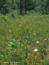 Rừng thông Appalachian Pitch trung tâm – CEGL007056 Rừng thông Appalachian Pitch trung tâm – CEGL007056