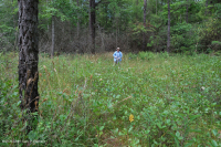 Rừng thông Appalachian Pitch trung tâm – CEGL007056 Rừng thông Appalachian Pitch trung tâm – CEGL007056