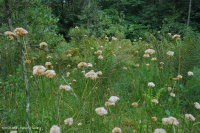 Rừng thông Appalachian Pitch trung tâm – CEGL007056 Rừng thông Appalachian Pitch trung tâm – CEGL007056