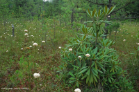 Rừng thông Appalachian Pitch trung tâm – CEGL007056 Rừng thông Appalachian Pitch trung tâm – CEGL007056