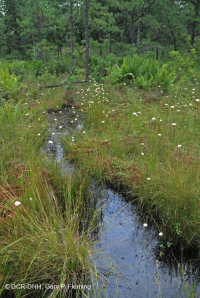 Rừng thông Appalachian Pitch trung tâm – CEGL007056 Rừng thông Appalachian Pitch trung tâm – CEGL007056