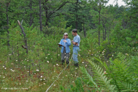 Rừng thông Appalachian Pitch trung tâm – CEGL007056 Rừng thông Appalachian Pitch trung tâm – CEGL007056