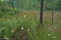 Rừng thông Appalachian Pitch trung tâm – CEGL007056 Rừng thông Appalachian Pitch trung tâm – CEGL007056