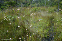 Rừng cây bụi rậm cao nguyên Appalachian phía Nam – CEGL003913 Rừng cây bụi rậm cao nguyên Appalachian phía Nam – CEGL003913