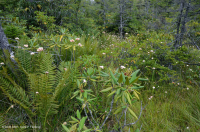 Rừng cây bụi rậm cao nguyên Appalachian phía Nam – CEGL003913 Rừng cây bụi rậm cao nguyên Appalachian phía Nam – CEGL003913