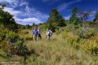 Rừng cây bụi rậm cao nguyên Appalachian phía Nam – CEGL003913 Rừng cây bụi rậm cao nguyên Appalachian phía Nam – CEGL003913