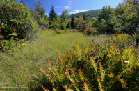 Rừng cây bụi rậm cao nguyên Appalachian phía Nam – CEGL003913 Rừng cây bụi rậm cao nguyên Appalachian phía Nam – CEGL003913