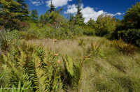 Rừng cây bụi rậm cao nguyên Appalachian phía Nam – CEGL003913 Rừng cây bụi rậm cao nguyên Appalachian phía Nam – CEGL003913