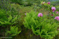 Rừng cây bụi rậm cao nguyên Appalachian phía Nam – CEGL003913 Rừng cây bụi rậm cao nguyên Appalachian phía Nam – CEGL003913