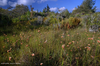 Rừng cây bụi rậm cao nguyên Appalachian phía Nam – CEGL003913 Rừng cây bụi rậm cao nguyên Appalachian phía Nam – CEGL003913