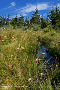 Rừng cây bụi rậm cao nguyên Appalachian phía Nam – CEGL003913 Rừng cây bụi rậm cao nguyên Appalachian phía Nam – CEGL003913