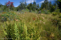 Rừng cây bụi rậm cao nguyên Appalachian phía Nam – CEGL003913 Rừng cây bụi rậm cao nguyên Appalachian phía Nam – CEGL003913