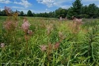 Southern Blue Ridge Mafic Fen (Loại Woodland Bulrush) – CEGL004252 Southern Blue Ridge Mafic Fen (Loại Woodland Bulrush) – CEGL004252