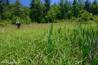 Southern Blue Ridge Mafic Fen (Loại Woodland Bulrush) – CEGL004252 Southern Blue Ridge Mafic Fen (Loại Woodland Bulrush) – CEGL004252