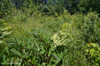 Southern Blue Ridge Mafic Fen (Loại thảo mộc thấp) – CEGL003917 Southern Blue Ridge Mafic Fen (Loại thảo mộc thấp) – CEGL003917