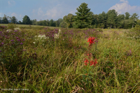 Southern Blue Ridge Mafic Fen (Loại Woodland Bulrush) – CEGL004252 Southern Blue Ridge Mafic Fen (Loại Woodland Bulrush) – CEGL004252
