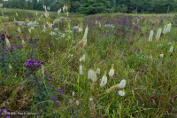 Southern Blue Ridge Mafic Fen (Loại thảo mộc thấp) – CEGL003917 Southern Blue Ridge Mafic Fen (Loại thảo mộc thấp) – CEGL003917