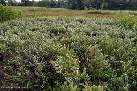 Southern Blue Ridge Mafic Fen (Loại Woodland Bulrush) – CEGL004252 Southern Blue Ridge Mafic Fen (Loại Woodland Bulrush) – CEGL004252