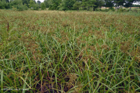 Southern Blue Ridge Mafic Fen (Loại Woodland Bulrush) – CEGL004252 Southern Blue Ridge Mafic Fen (Loại Woodland Bulrush) – CEGL004252