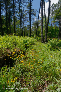 Southern Blue Ridge Mafic Fen (Loại thảo mộc thấp) – CEGL003917 Southern Blue Ridge Mafic Fen (Loại thảo mộc thấp) – CEGL003917