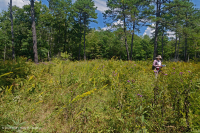 Southern Blue Ridge Mafic Fen (Loại thảo mộc thấp) – CEGL003917 Southern Blue Ridge Mafic Fen (Loại thảo mộc thấp) – CEGL003917