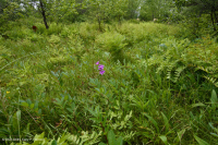Southern Blue Ridge Mafic Fen (Loại thảo mộc thấp) – CEGL003917 Southern Blue Ridge Mafic Fen (Loại thảo mộc thấp) – CEGL003917
