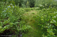 Southern Blue Ridge Mafic Fen (Loại thảo mộc thấp) – CEGL003917 Southern Blue Ridge Mafic Fen (Loại thảo mộc thấp) – CEGL003917