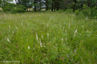 Southern Blue Ridge Mafic Fen (Loại thảo mộc thấp) – CEGL003917 Southern Blue Ridge Mafic Fen (Loại thảo mộc thấp) – CEGL003917