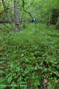 Rừng Mafic thấm nước phía Nam Blue Ridge – CEGL004994 Rừng Mafic thấm nước phía Nam Blue Ridge – CEGL004994