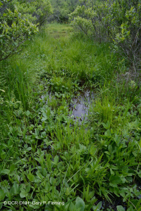 Khu bảo tồn Mafic Blue Ridge phía Bắc – CEGL006249 Khu bảo tồn Mafic Blue Ridge phía Bắc – CEGL006249