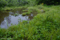 Khu bảo tồn Mafic Blue Ridge phía Bắc – CEGL006249 Khu bảo tồn Mafic Blue Ridge phía Bắc – CEGL006249