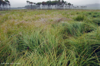 Khu bảo tồn Mafic Blue Ridge phía Bắc – CEGL006249 Khu bảo tồn Mafic Blue Ridge phía Bắc – CEGL006249